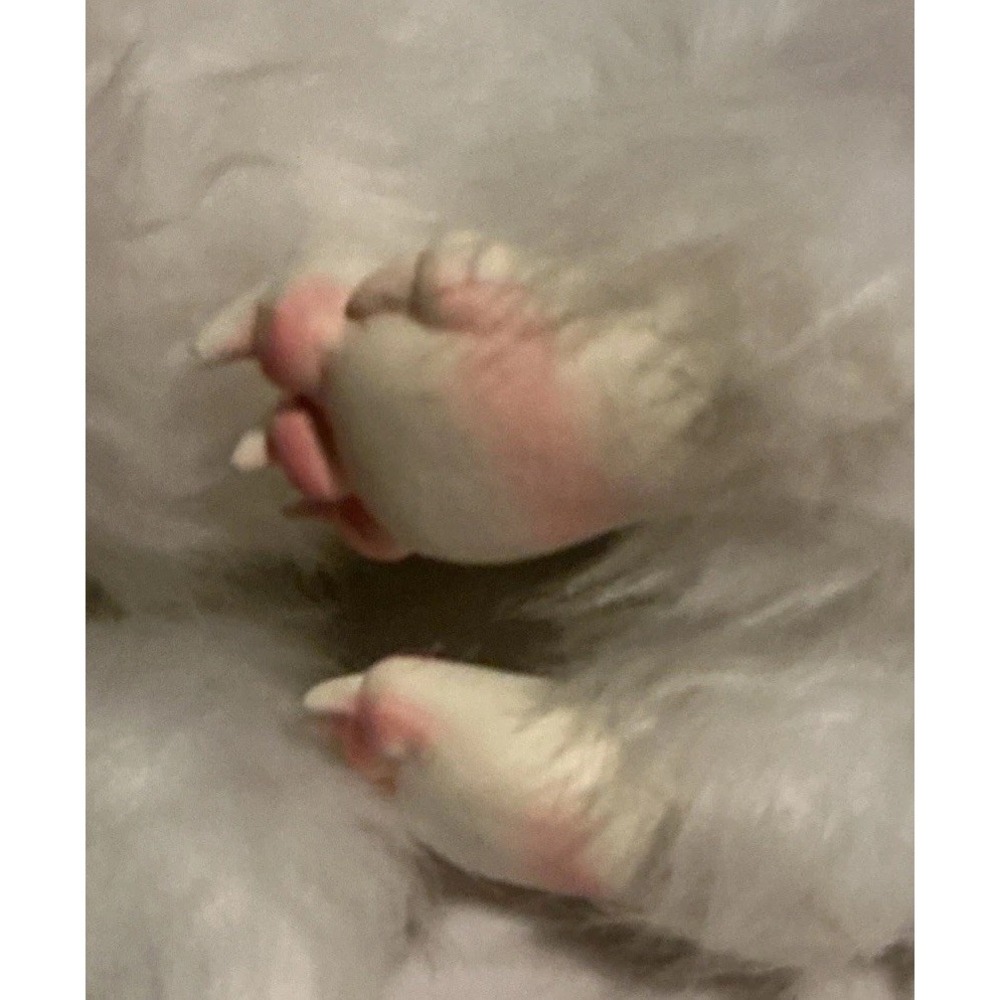The Never Ending Story Falkor Plush Luck Dragon Baby Mythical Stuffed Animal 31" - Picture 6 of 13